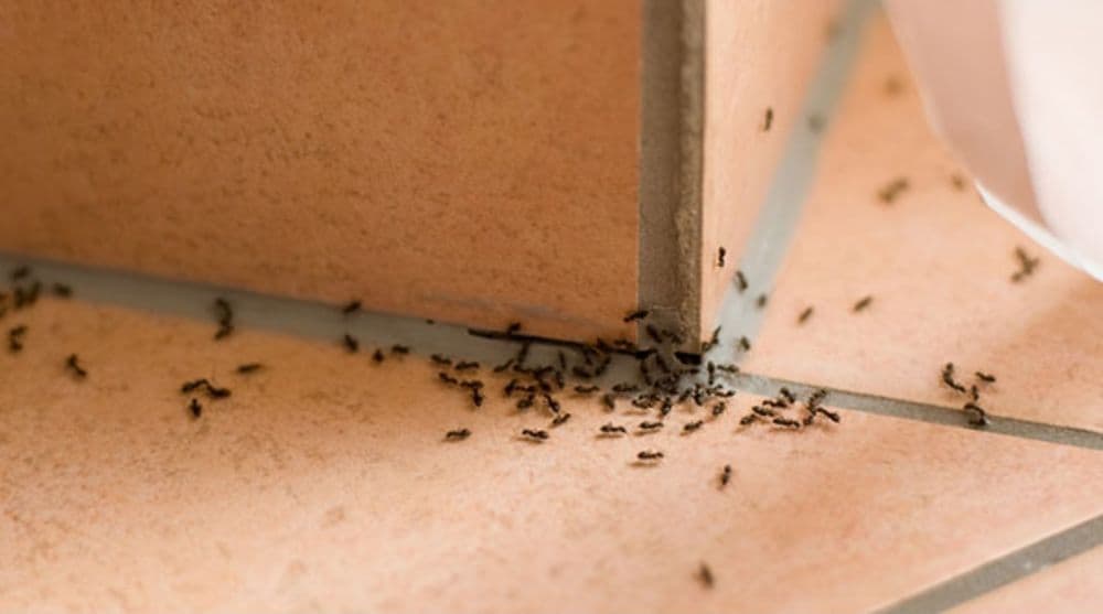 Black ants clustered at the base of a kitchen cabinet on a tiled floor