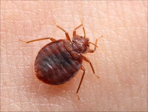 Close-up of a reddish-brown bed bug crawling on human skin