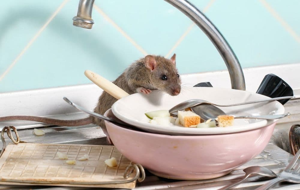Brown rat foraging on dirty dishes stacked in a stainless steel kitchen sink